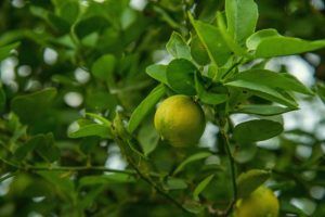 cómo plantar un limonero