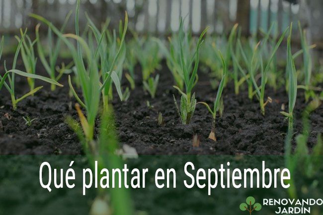 que plantar en septiembre calendario de siembra